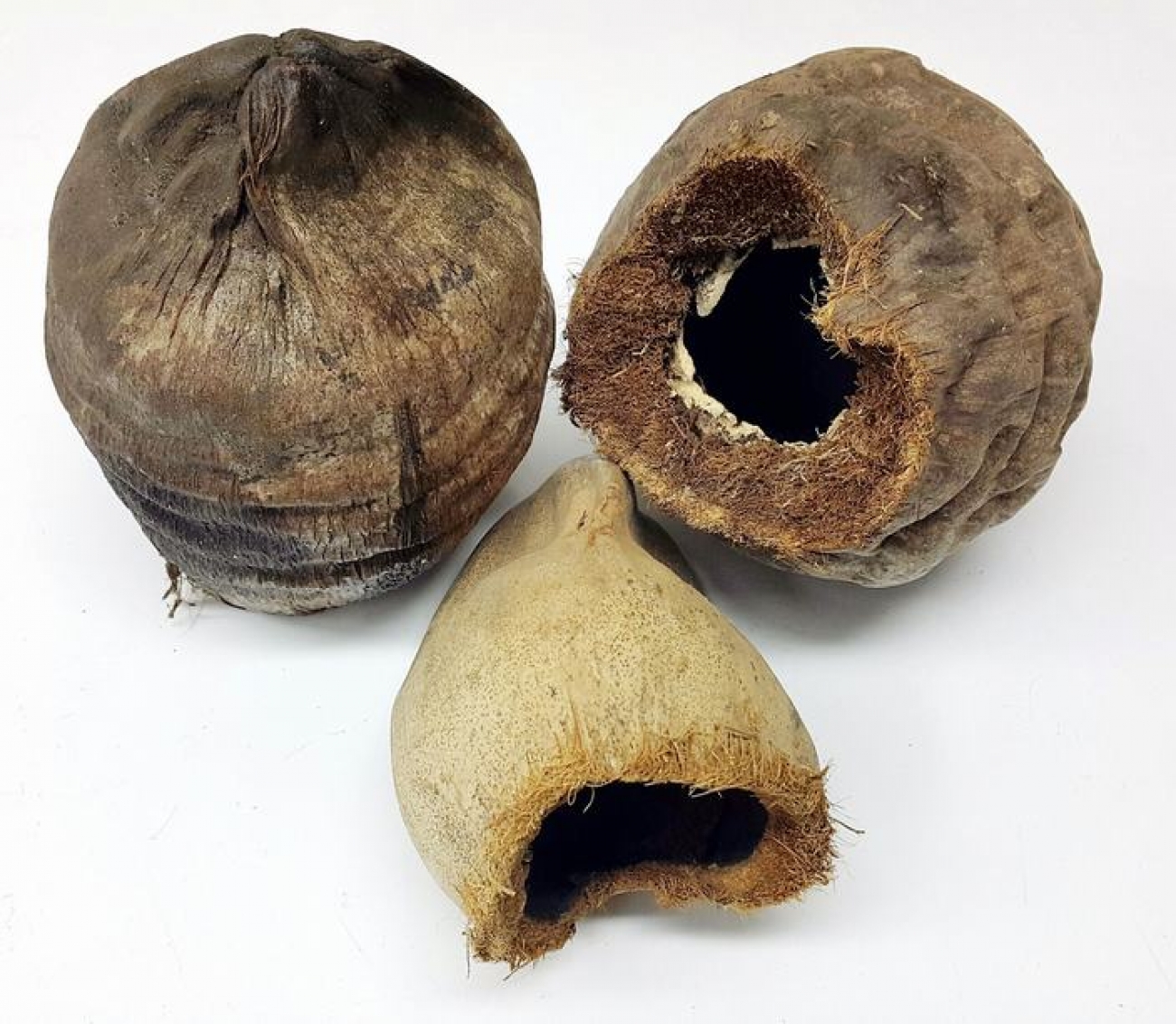 Kokosschale, Terrarieneinrichtung kaufen